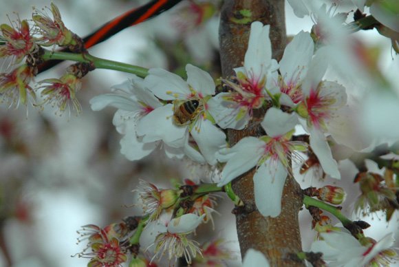 Almond blossoms in the spring.